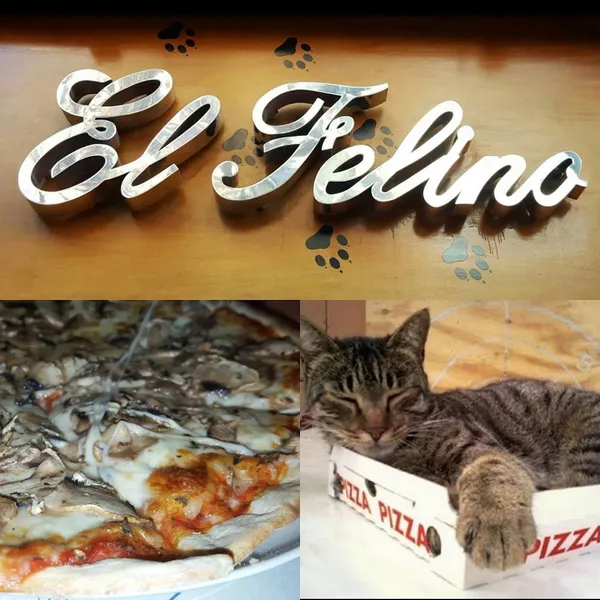 El Felino