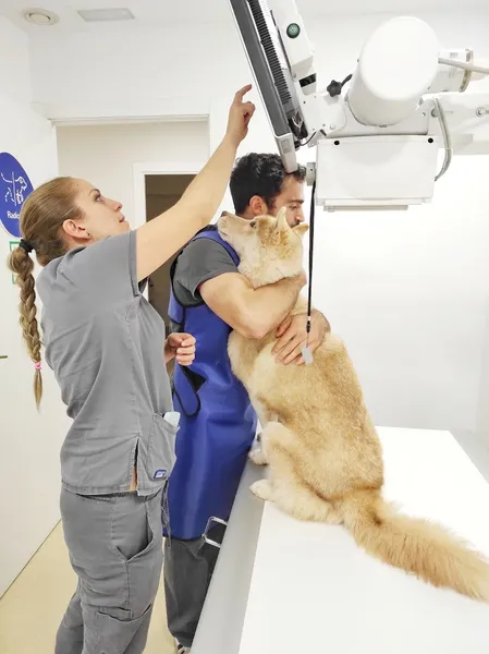Clínica Veterinaria Vidavet Londres