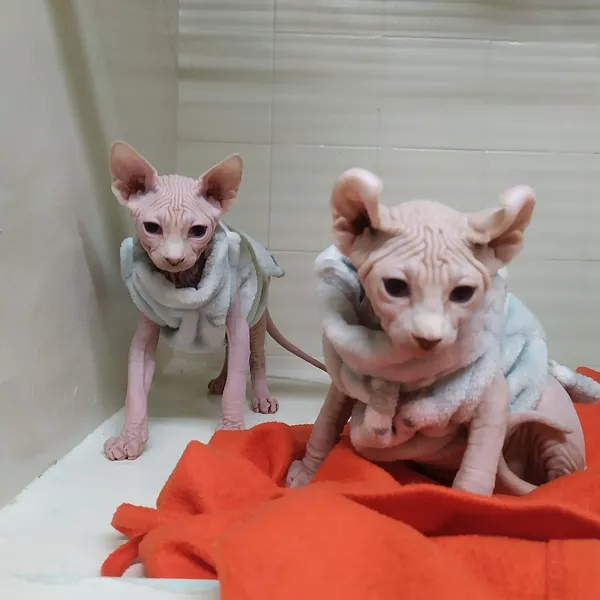 Clínica Veterinaria La Salut - Centro Veterinario Barcelona