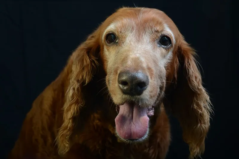 Centro Veterinario Trapelles - Veterinarios en Barcelona