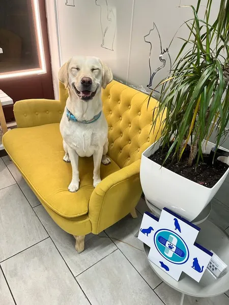 Tu Dogtora Clínica Veterinaria