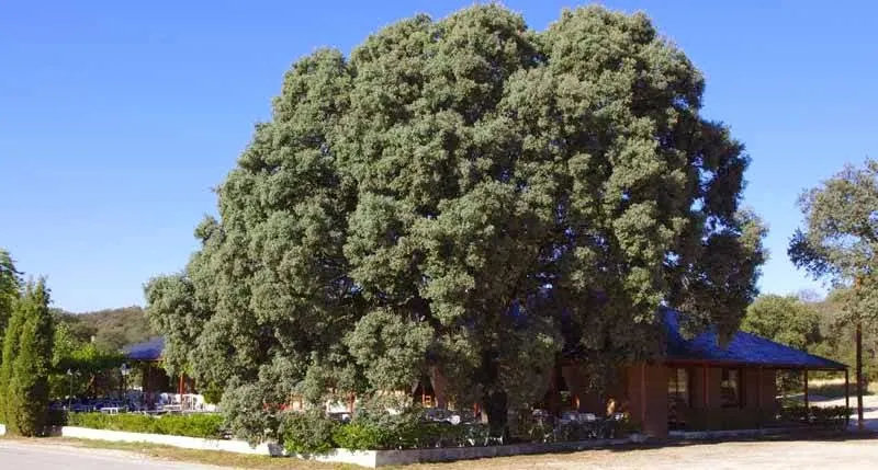 Restaurante La Quinta del Pardo