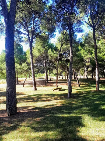 Parque de los Pinares de Venecia