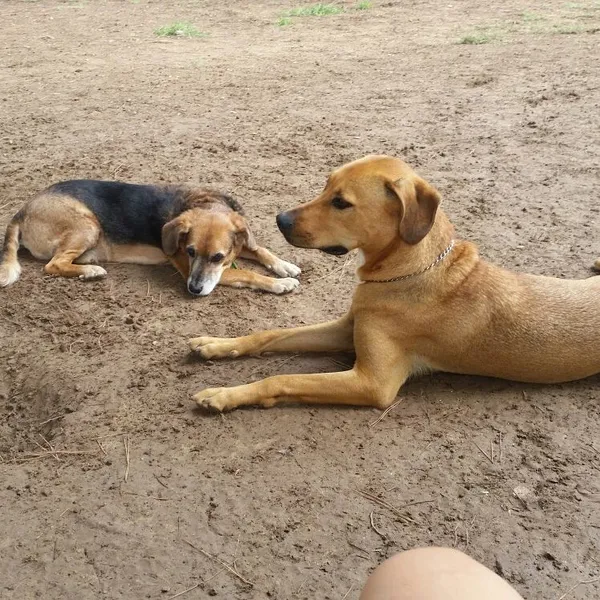 ZECA - Jardín Catedrático Fernando Piñuela (Zona Canina)