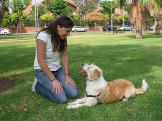 Los 5 cursos de adiestramiento canino de Polígono de Poniente Córdoba