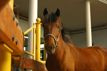 Los mejores 37 clínica veterinaria de Córdoba