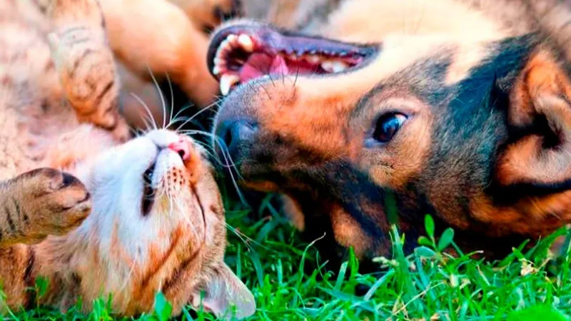 Aeropuerto Clínica Veterinaria