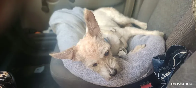 Clínica Veterinaria la Paz