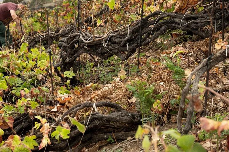 Bodega Marzagana Elementales. Viñedos Biodinámicos y Ecológicos.Vinos Naturales
