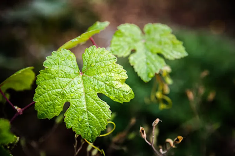 Bodega Ecológica Finca Marañuela. Vinos naturales en Tenerife