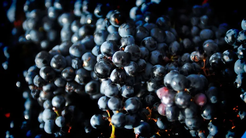 Bodega Manzaneque