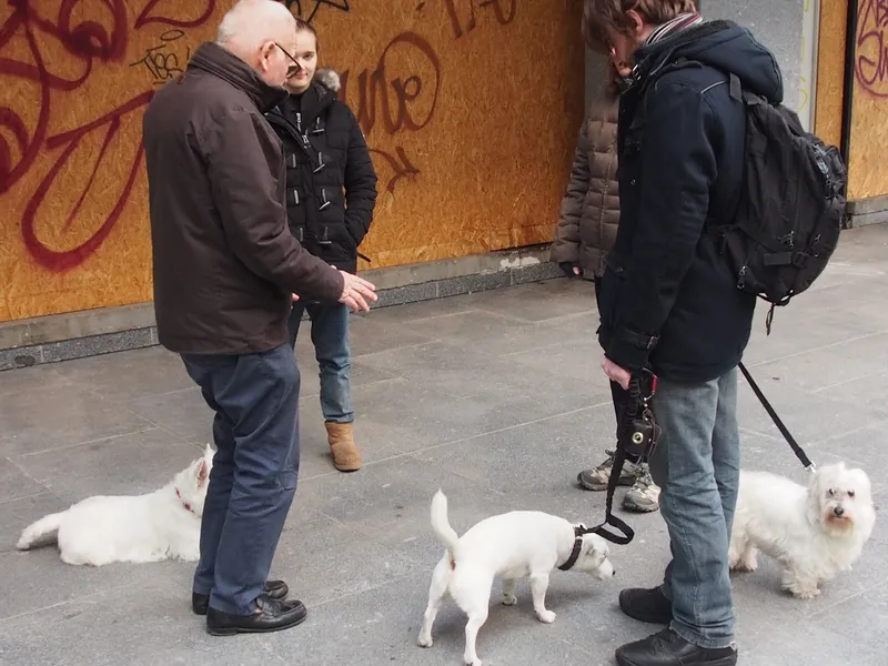 Les Ateliers d'Audreco, toiletteur canin, éducateur canin