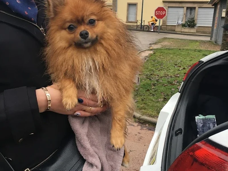 Le maître en laisse éducation canine DE