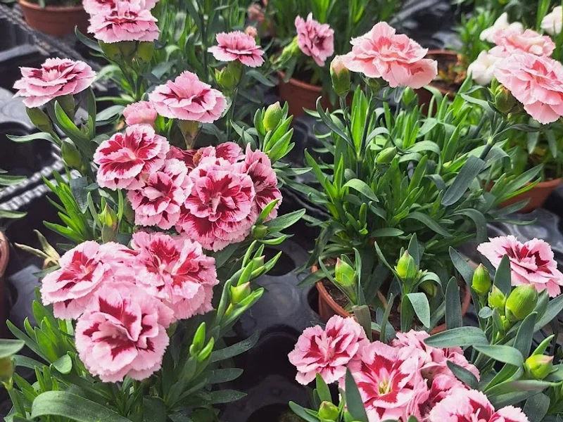 Les Fleurs D'ouroux Sur Saone
