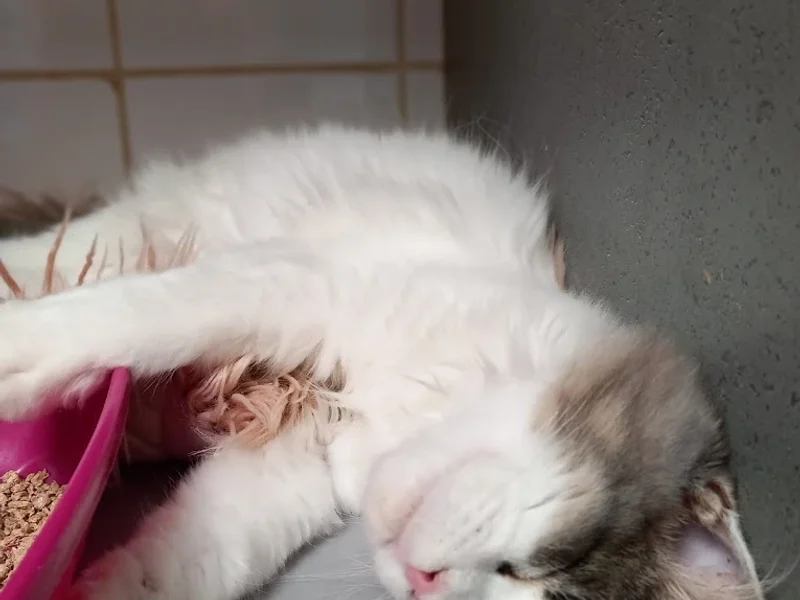 Cabinet Vétérinaire Du Pre Sain