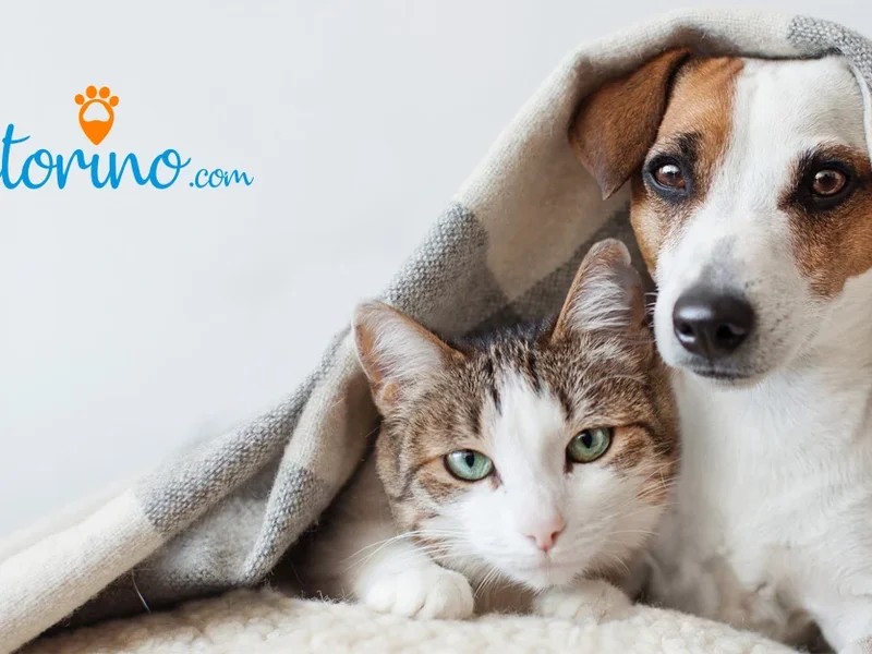 Vétérinaire Le Creusot - Clinique Vetosphere du Dr Hudry