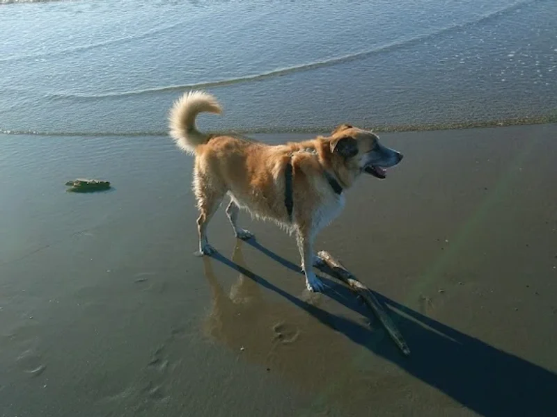 Clinique Vétérinaire BORNARD CHAPUIS DOITRAND