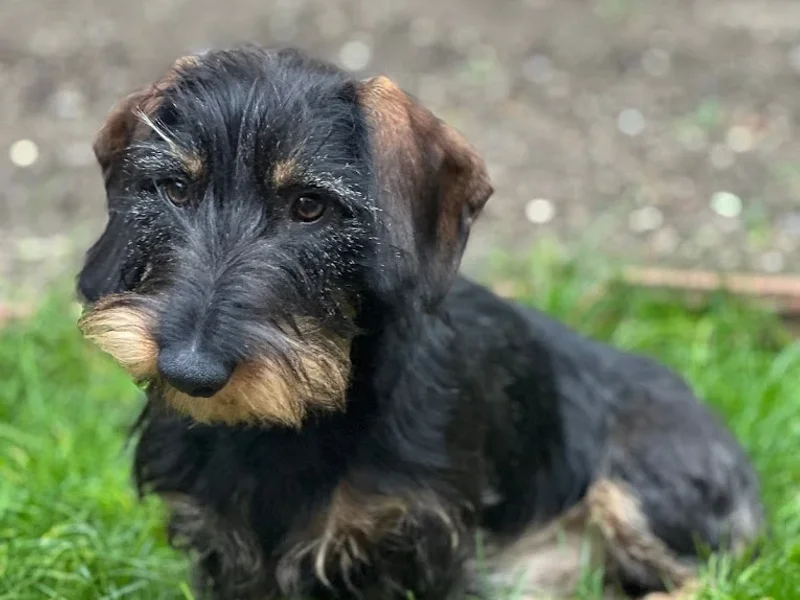 Clinique Vétérinaire Univet Châtenoy-le-Royal - Drs Lenoir & Duthel