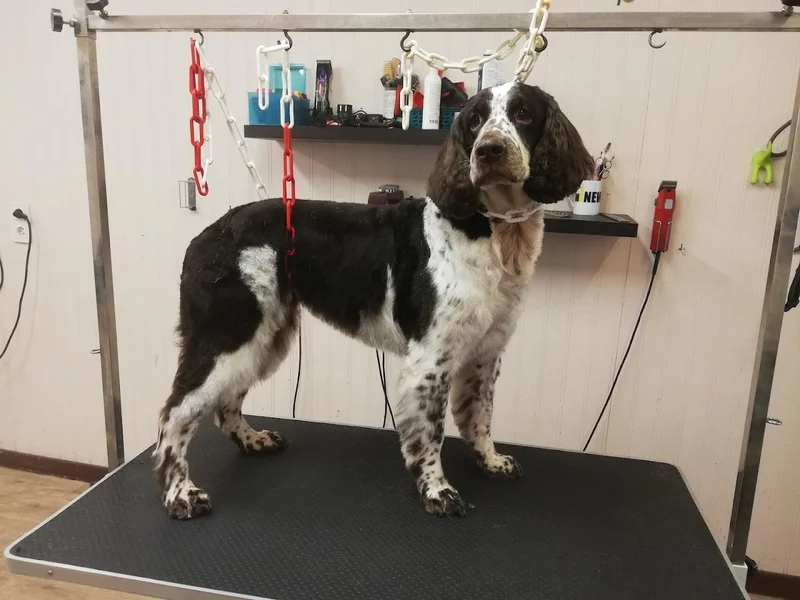 De la tête à la queue