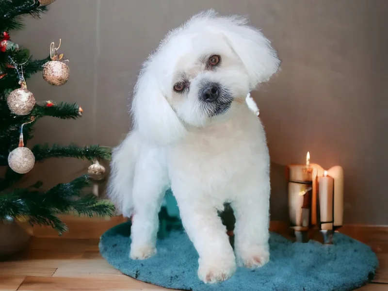 Natural'dog Toilettage à domicile