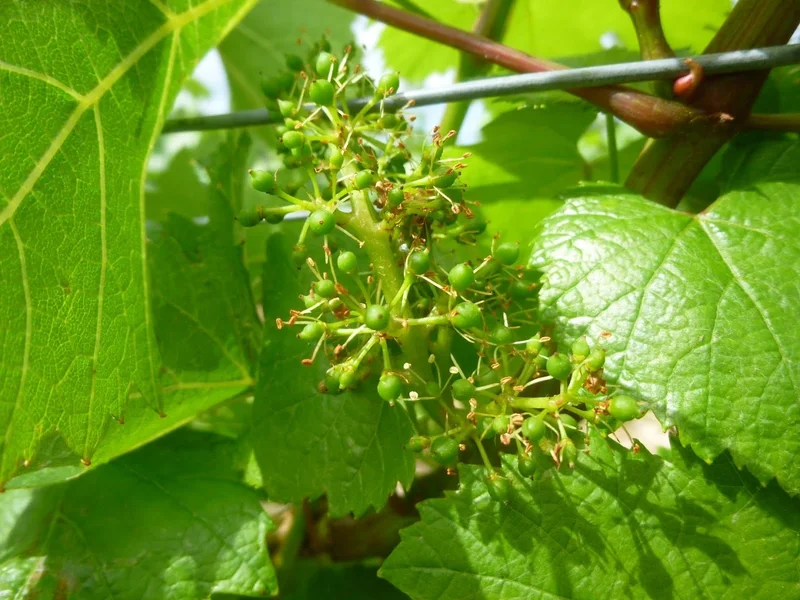 Cave Les Vignerons d’Igé