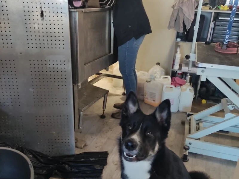 Nom d'un chien ! Toiletteuse & Pet sitter