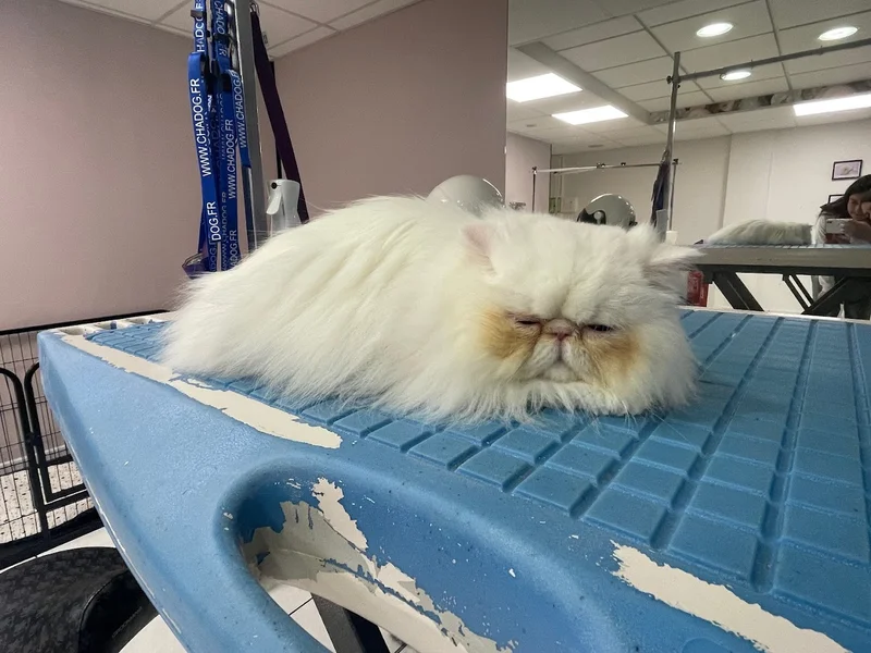 Flair'allure Le Salon de Loulou - Toiletteur Chien Chat et NAC