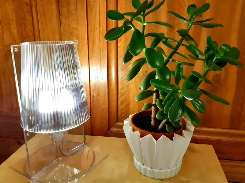 Théophile BOURQUE - Psychologue