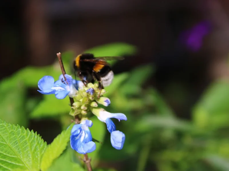 Le jardin Mellifère
