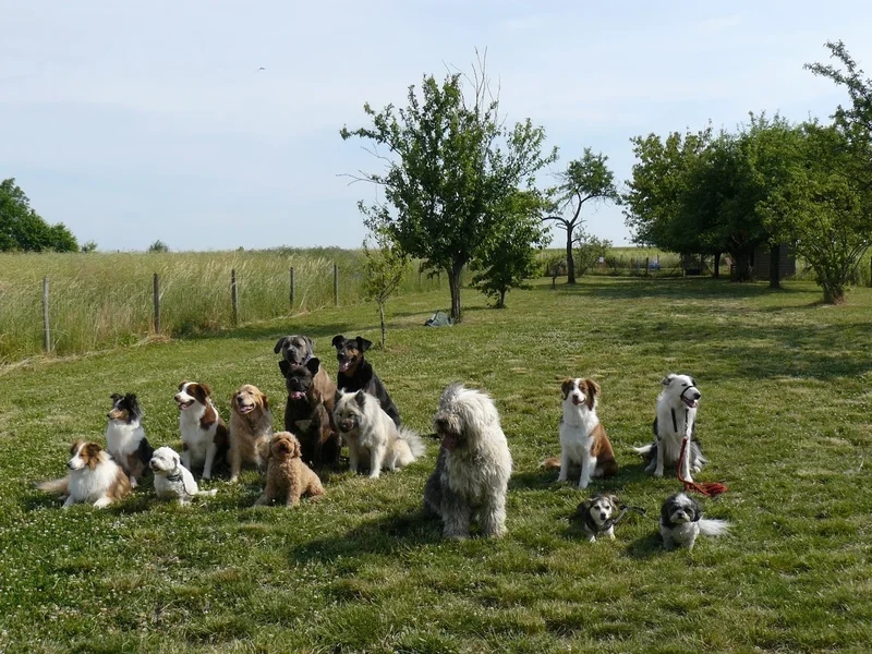 Virginie CUISINIER éducateur canin