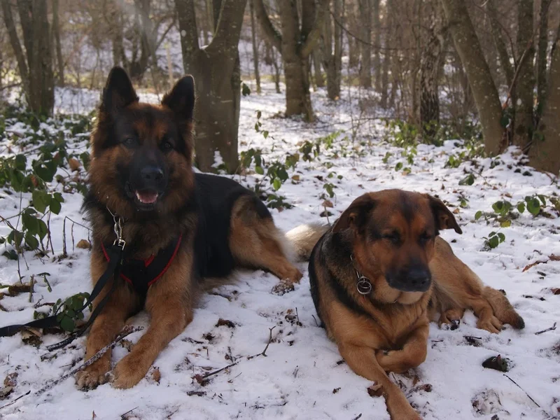 Laure SPERANZA Ecoute ton chien 21-39