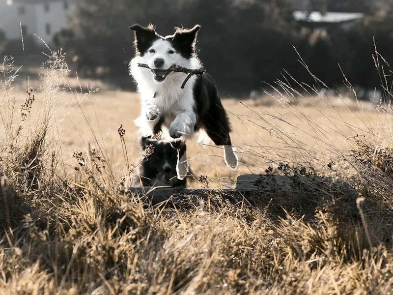 Os'Mose Canine - Education Canine Positive