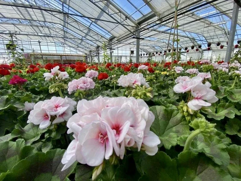 Boichard Horticulture