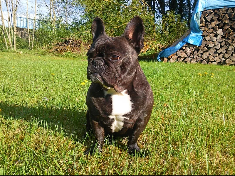 Educ'Services Romuald Thiriot - Pension canine Doubs