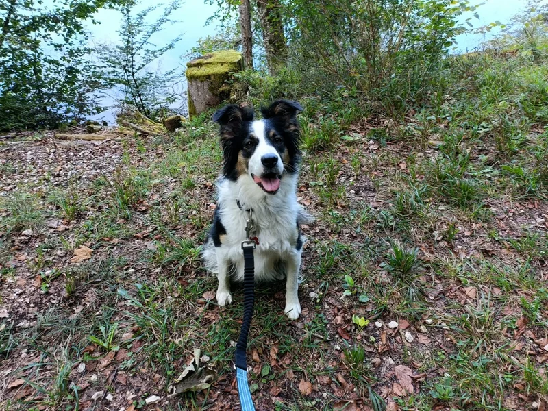 Dog Activity - Educateur et comportementaliste canin sur Pontarlier et ses alentours