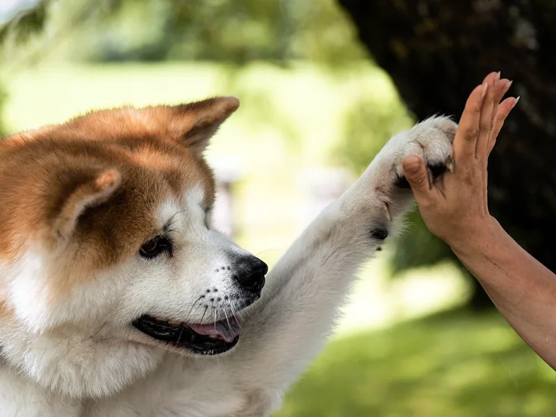 Educandco - Educatrice canine, Comportementaliste, Petsitter dans le Doubs