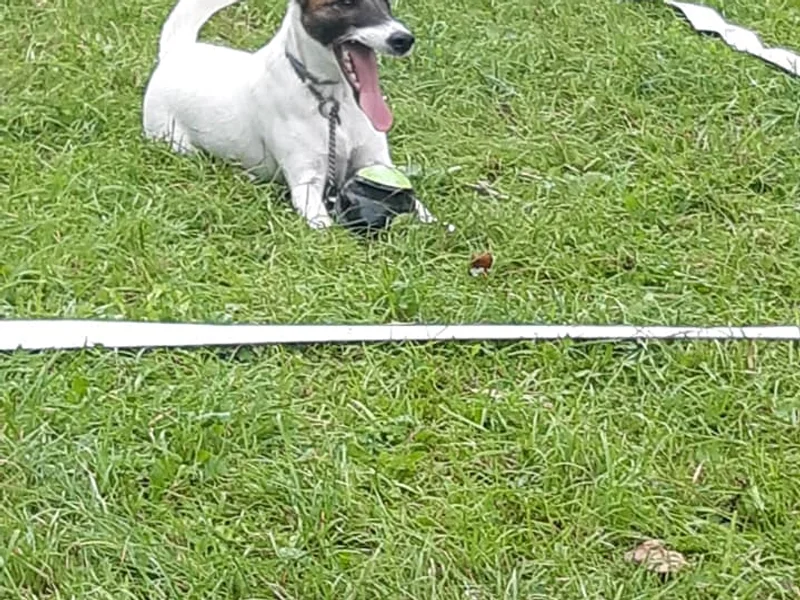 club canin l'isle sur le Doubs