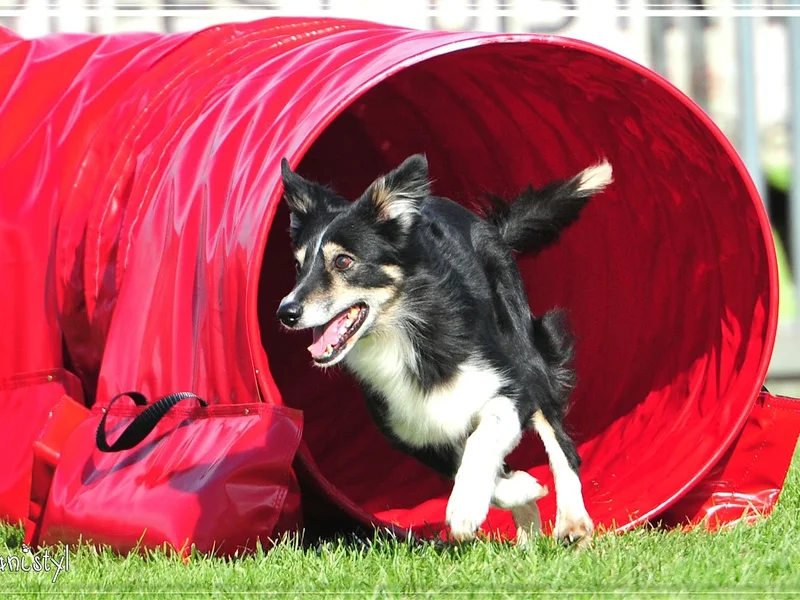 Corinne BENETRUY - Educateur Canin Comportementaliste