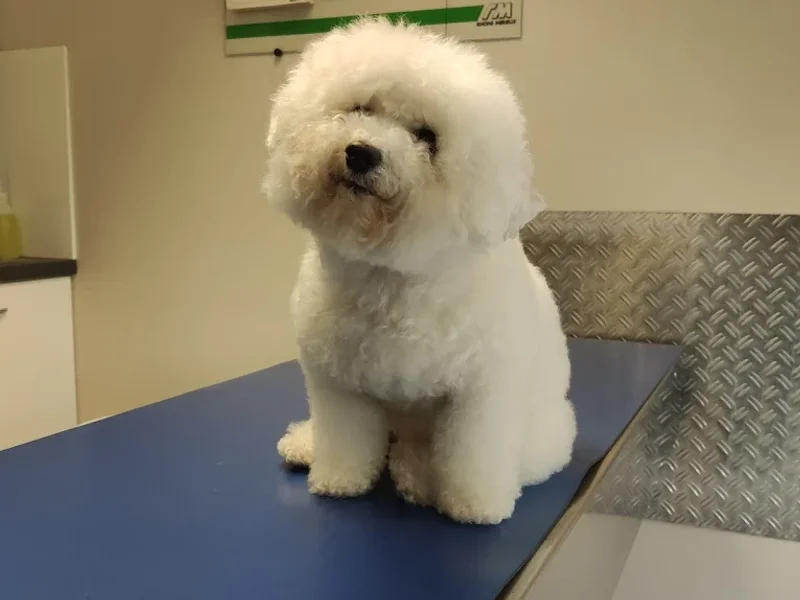 Clinique vétérinaire des Allobroges