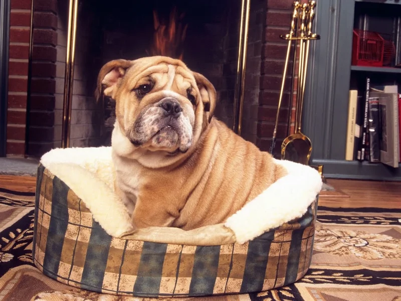 MOVING VET, Clinique Vétérinaire à Thorey-en-Plaine, consultations à domicile