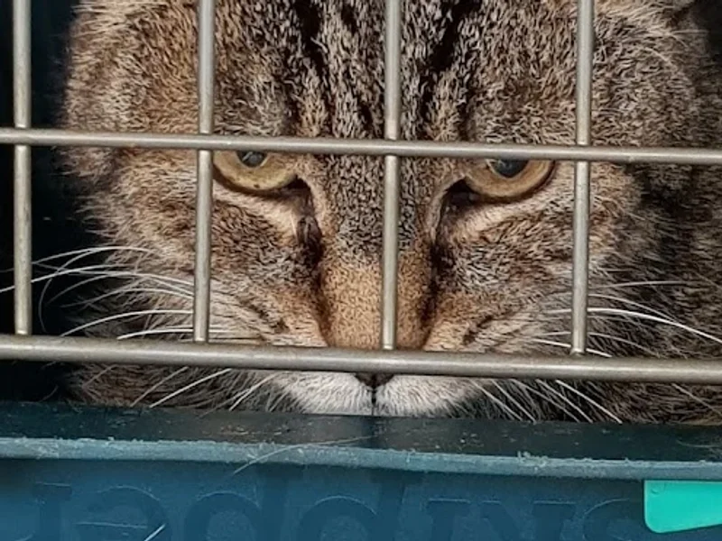 Clinique Vétérinaire Montmuzard