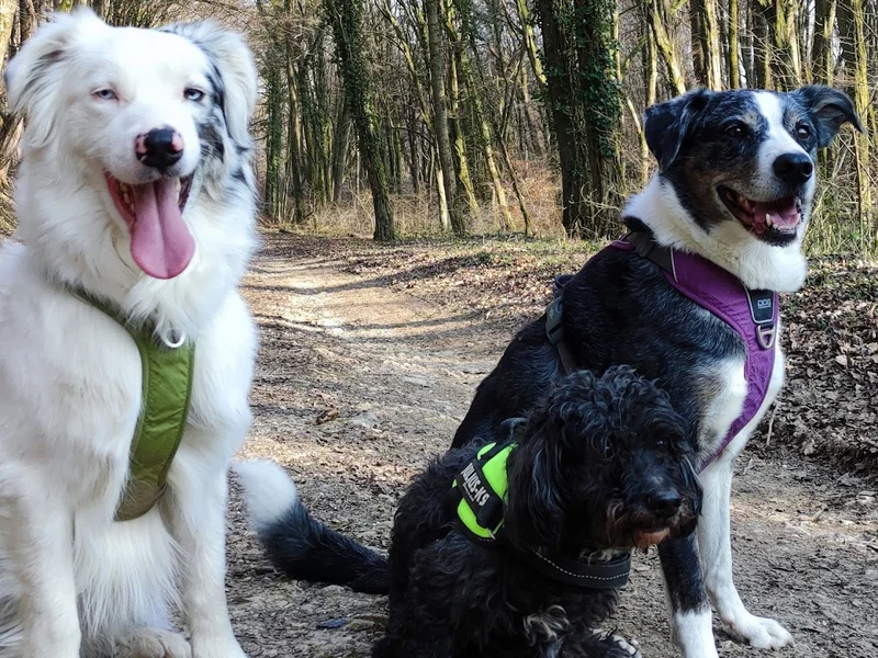 Clinique Vétérinaire de la Combe Rosiers
