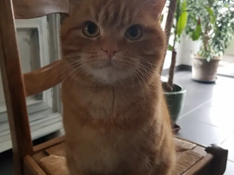 Cabinet Vétérinaire d'Houtaud