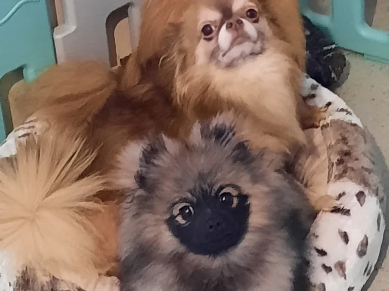 Clinique Vétérinaire Georges Cuvier - Kupper & Rubi