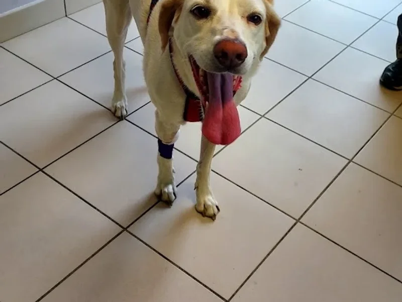 Clinique Veterinaire Du Chien Assis