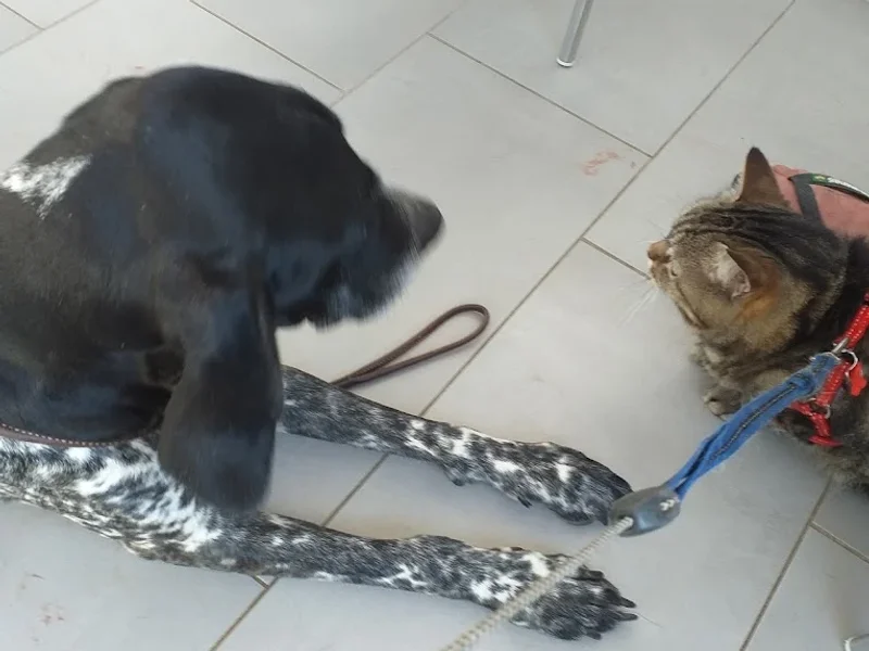 Vétérinaire à Sancey - Cabinet du Dr Poux et Tosi