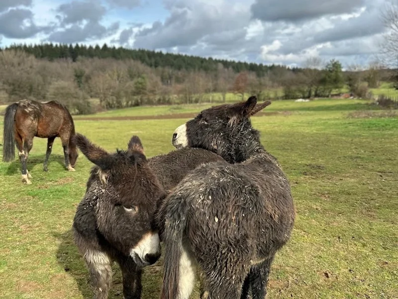 CLINIQUE VETERINAIRE SAINT VIT