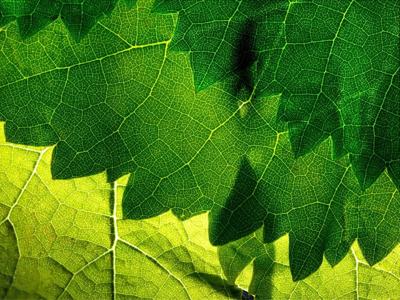 Société Dijonnaise d'Energie Nouvelle (SODIEN)