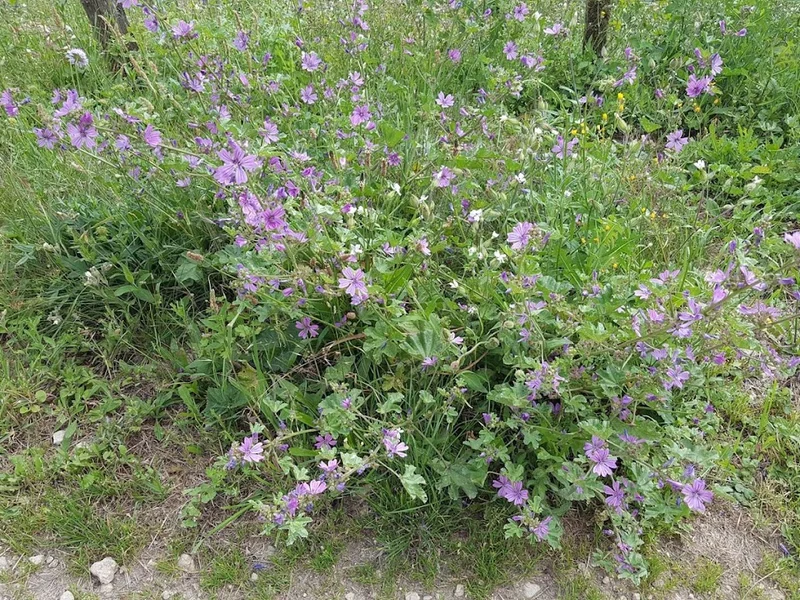 Le relais de Morville