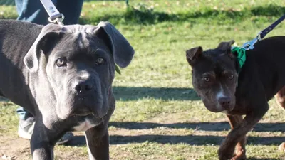 Les 17 dresseurs de chiens de Toulouse